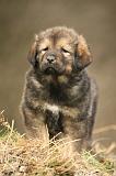 DOGUE DU TIBET 406